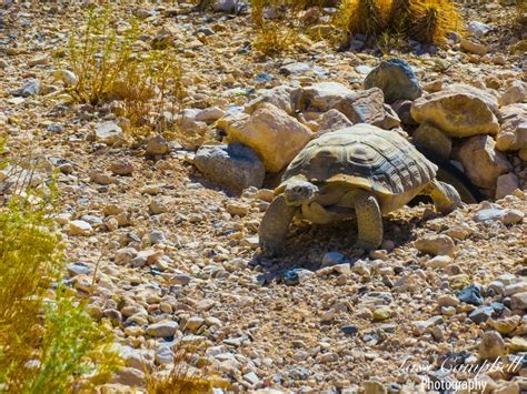 Desert Tortoise, Las Vegas, Nevada, Red Rock Canyon, Wildlife - Etsy