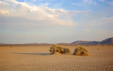 Brush Growing In Desert Free Stock Photo - Public Domain Pictures