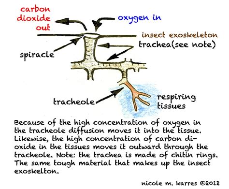 Senior Biology: Gas exchange in Animals