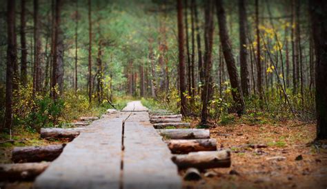 27+ Pemandangan Hutan Pinus - GAMBAR TERBARU HD