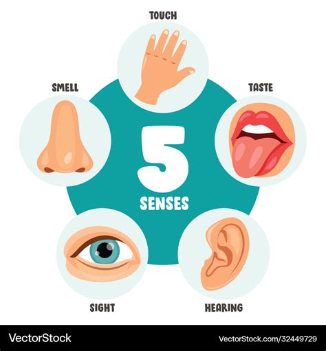 Five senses concept with human organs Royalty Free Vector