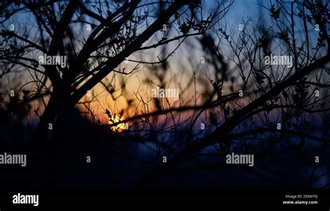 Tree branch silhouette at the sunset sky. Natural abstract background Stock Photo - Alamy