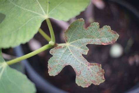 Fighting Fig Tree Diseases: A Guide to Diagnosis and Treatment - Minneopa Orchards