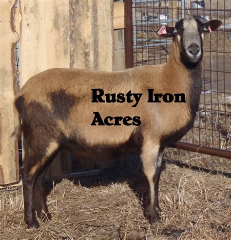 About American Blackbelly sheep - Rusty Iron Acres- American Blackbelly ...