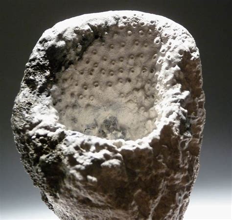 FOSSIL SPONGES SEA SPONGE PHYMATELLA FOSSILS PREHISTORIC MARINE ...