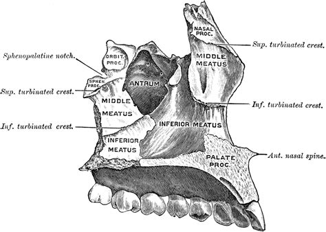 Maxilla and Palate | ClipArt ETC