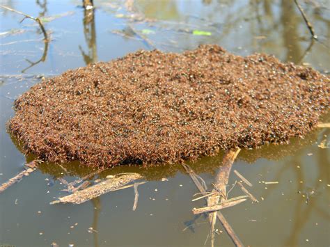 Rafting ants - Mapping Ignorance