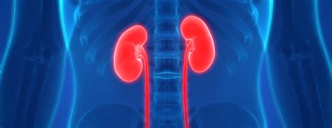 Living Kidney Donor Transplant | Conditions & Treatments | UCSF Health