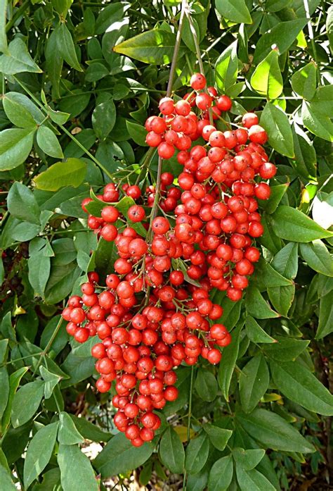 Nandina with berries | Recently picked | Pinterest | Evergreen shrubs, Shrub and Evergreen