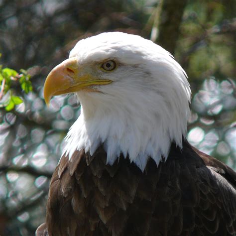 File:Bald Eagle-27527.jpg - Wikimedia Commons