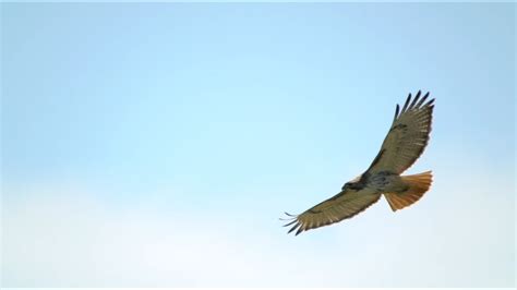 Red-tailed Hawk Close Flight, 4/23/2017 (HD) - YouTube