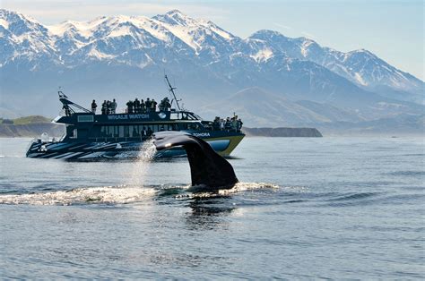 Kaikoura Day Tour - Scenic Pacific Tours