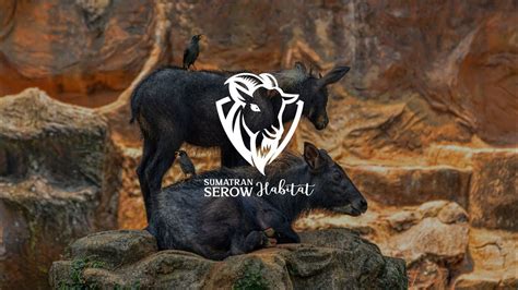 Sumatran Serow Habitat - YouTube