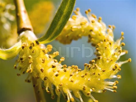 Weeping willow seeds in the spring time | Stock image | Colourbox