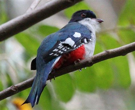 Cuban Trogon - Priotelus temnurus - phst133246