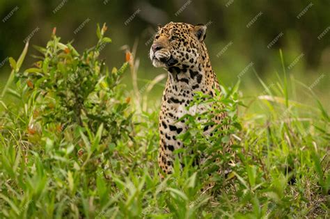 Premium Photo | Beautiful and endangered american jaguar in the nature habitat panthera onca ...