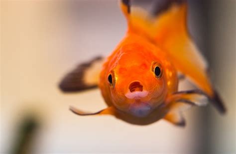 Goldfish Care 101: Essential Tips for a Happy Fish