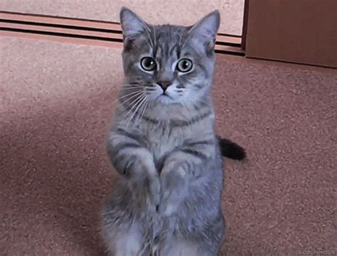 Cat Standing GIFs - Find & Share on GIPHY