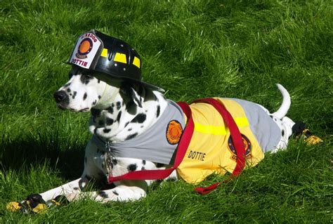 Pet Fire Safety | Canine College, Bow Wow Resort