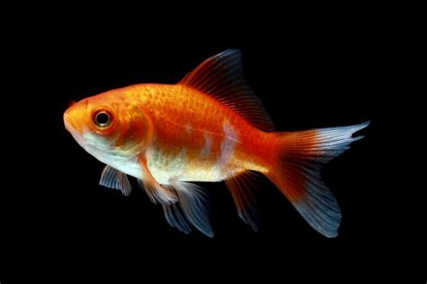 The Most Popular Types Of Goldfish (Updated List)