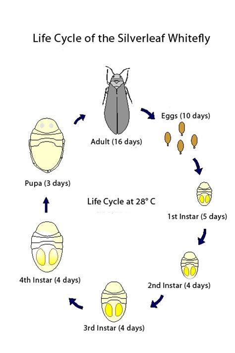 Update on Whitefly Control in Cotton | Plow Points