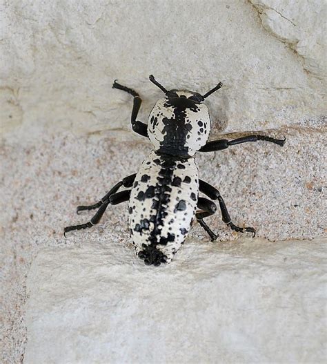 Black and White Beetle: What Could It Be? - A-Z Animals