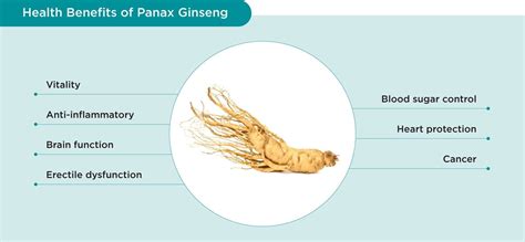 Panax Ginseng (Ginseng) - YesHealth Supplement Mall