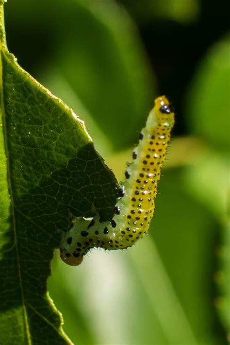 Filnore Woods Blog: Sawfly larvae