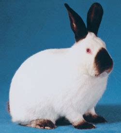 Rabbit breeds around the world - WabbitWiki