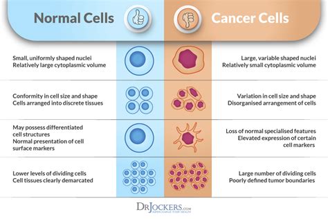 The Difference Between Normal and Cancer Cells - DrJockers.com