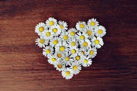 daisy, heart, romance, valentine's day, love, spring, greeting, heart shaped, friendship, symbol ...