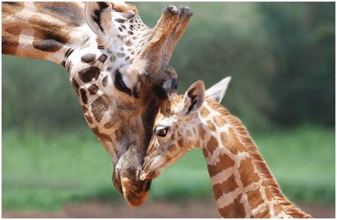 Giraffes added to endangered species list of animals under threat of extinction | The Irish Post