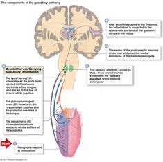 The Gustatory system is responsible for our sense of taste. Taste is ...