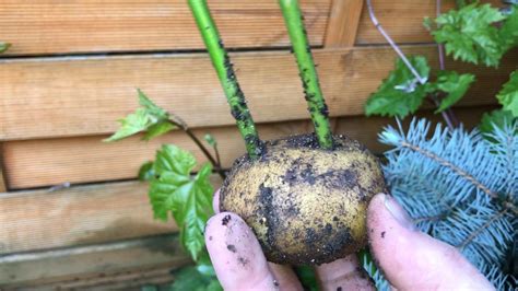 2nd, How To Grow Roses Cuttings In Potatoes, Verificare Trandafirii in ...