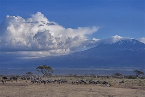 Herds of animals in front of Mt. Kilimanjaro, Amboseli National Park ...