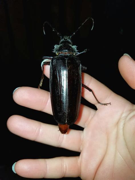 Giant, flying beetles looking for love terrorize Arizona