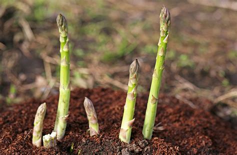 How Do I Grow Asparagus? | Planting & Harvesting Guide | joegardener®