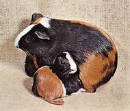 Montane guinea pig | rodent | Britannica.com