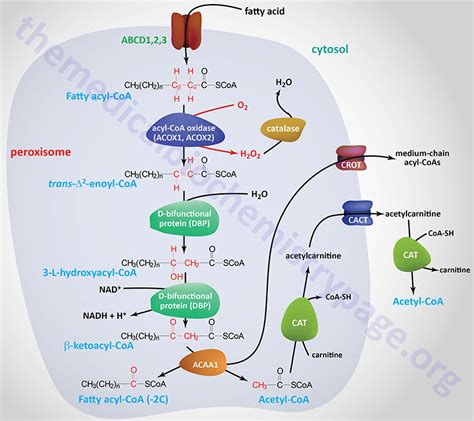 Lipolysis and the Oxidation of Fatty Acids - The Medical Biochemistry Page