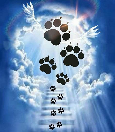 "We shall meet again my Beloved Dog @ Rainbow Bridge!" | Pet remembrance, Rainbow bridge, Dog heaven