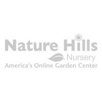 Fuchsia Flowering Gooseberry | Buy at Nature Hills Nursery