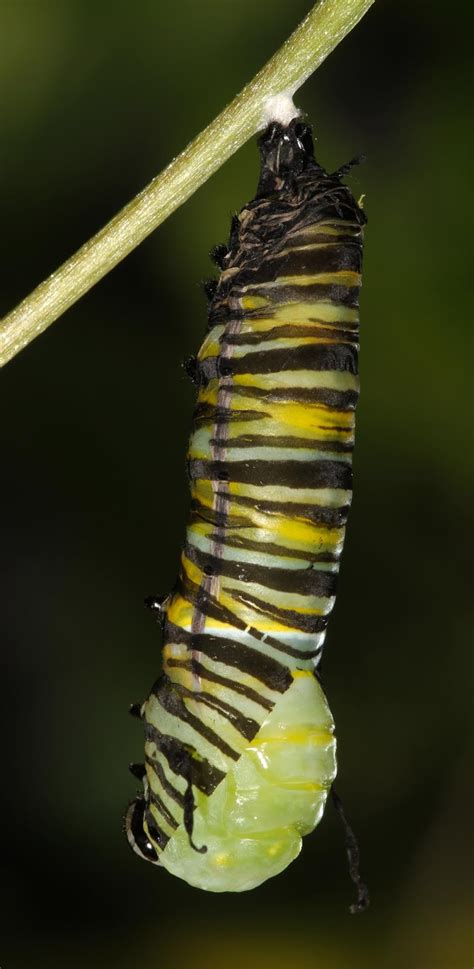 All of Nature: Monarch Caterpillar Changes to Chrysalis