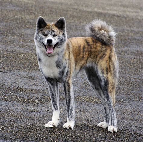 Japanese Akita VS American Akita - Just Another Dog Website