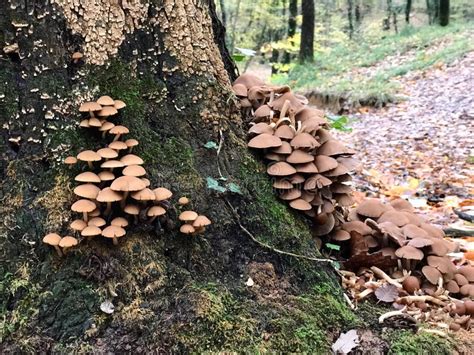 Wood Mushrooms Fungi in the Forest / Type of Beech Stock Image - Image ...