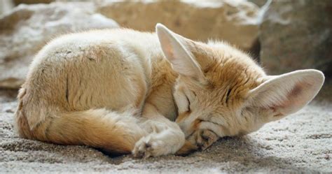 Fennec Fox Care Guide: Essential Tips for Exotic Pet Owners