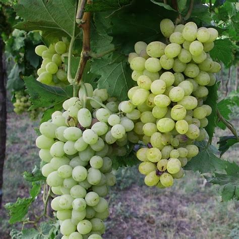 Thompson's Seedless Grapevines For Sale at Ty Ty Nursery