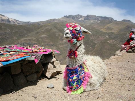 10 Things to Know About Peruvian Cuisine | Llama, Peru llama, Llama alpaca