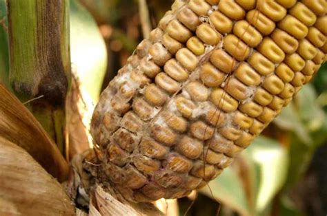 Symptoms of the Most Common Corn Ear Rots