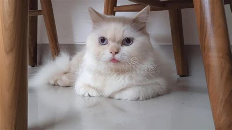 Cute White Cat Hiding Under the Wooden Table Stock Image - Image of skin, cute: 265620023