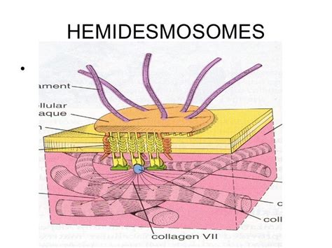 The gallery for --> Hemidesmosome